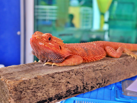 Central Bearded Dragon (Inland Bearded Dragon) perched against a blue wall, showcasing its unique texture and vibrant colors, perfect for wildlife and reptile enthusiasts.の写真素材