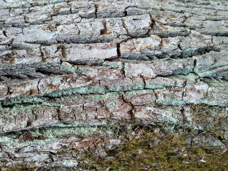 Texture of the bark of an old tree with green moss. The natural background. Tree close-up. Abstract, grunge Wallpaperの写真素材