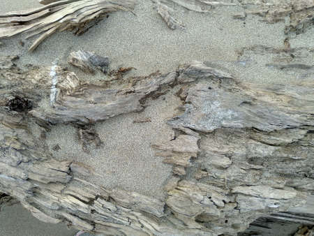 Texture old wood and grey sand. The natural background. Tree close-up. Abstract, grunge Wallpaperの写真素材