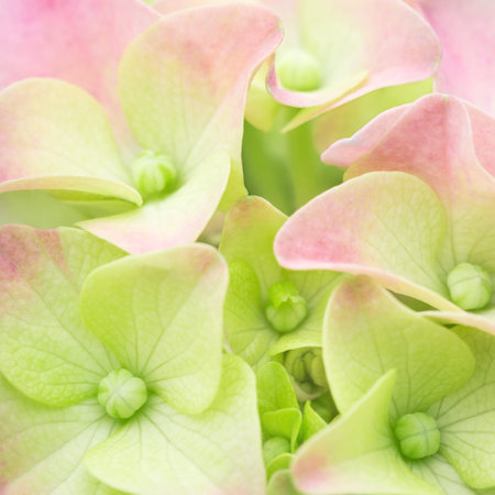 Spring or summer flower background. Light pink green pastel colors. Hortensia petals close-up....