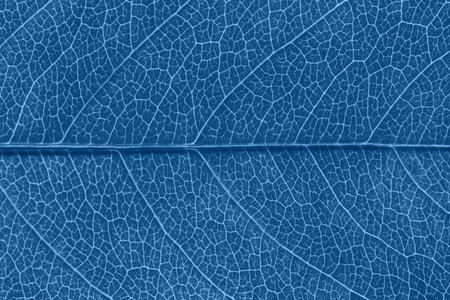 Leaf texture in Classic blue color of the year 2020. Abstract background. Close-up, natural...