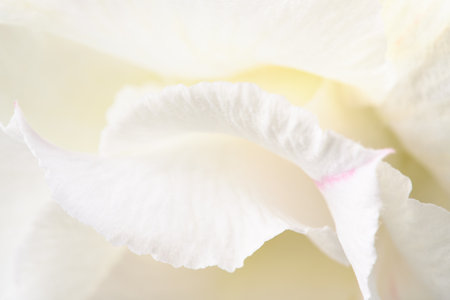 White cream flower petals, pastel flower background, soft texture.の写真素材