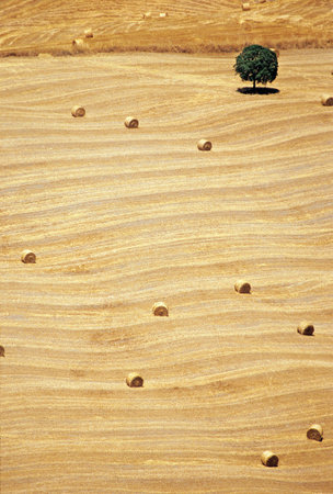 The lonely tree and straw bales in Tuscanyの写真素材