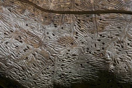 Tracs from wood borers on old wooden surface