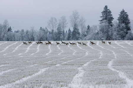 Running deers on sow field in winterの写真素材
