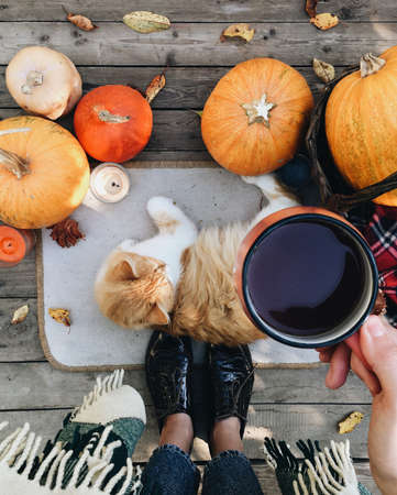 Pumpkin, tea and autumn leaves. Autumn still life with pumpkin, cat and cup of tea on the wooden background. Thanksgiving, autumn season. Cat sitting near pumpkin. Halloween mood.の写真素材