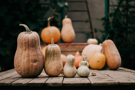 Pumpkins at outdoor farmer market. Orange halloween pumpkins on a wooden background, holiday decoration. Halloween mood.の写真素材