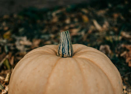 Halloween holidays concept. Pumpkins. Halloween background. Autumn mood. Halloween mood.の写真素材