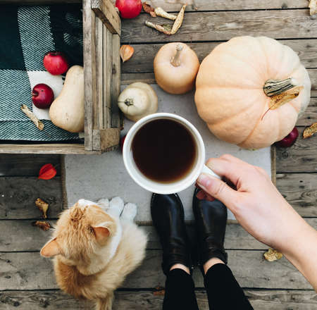 Pumpkin, tea and autumn leaves. Autumn still life with pumpkin, cat and cup of tea on the wooden background. Thanksgiving, autumn season. Cat sitting near pumpkin.の写真素材