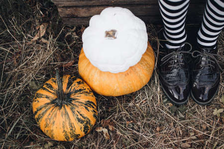 Halloween holidays concept. Pumpkins. Halloween background. Autumn mood. Witch legs.の写真素材