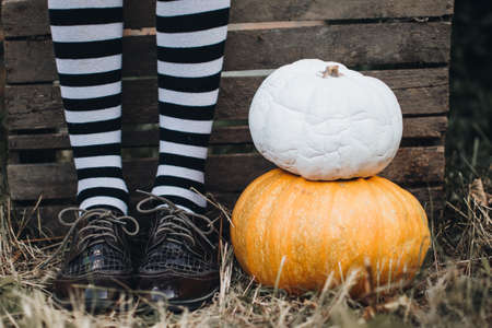 Halloween holidays concept. Pumpkins. Halloween background. Autumn mood. Witch legs.の写真素材