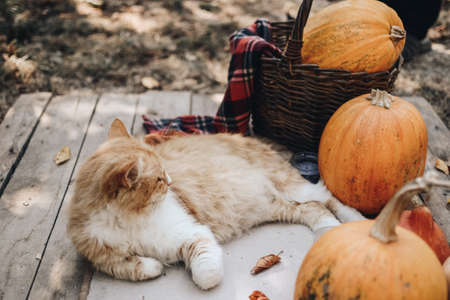 Cat and orange Halloween pumpkins on a wooden background, holiday decoration. Halloween mood.の写真素材