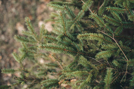 Blue spruce branch. Beautiful branch of spruce. Christmas tree in nature. Green spruce.の写真素材