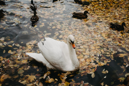 Beautiful swan swimming in the water. Autumn season. Leaves in the water. Ducks swimming in the water.の写真素材