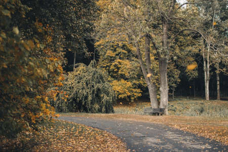Autumn in the park. Yellow leaves. Bench near the tree.の写真素材