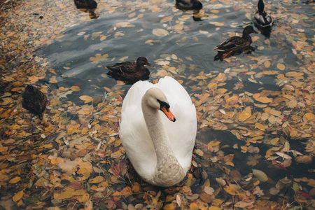 Beautiful swan swimming in the water. Autumn season. Leaves in the water. Ducks swimming in the water.の写真素材