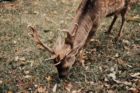 Deer eating green grass in the park.の写真素材