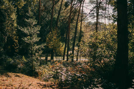 Forest or park. Autumn season. Sunny day.の写真素材