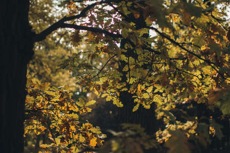 Autumn in the park. Yellow leaves.の写真素材