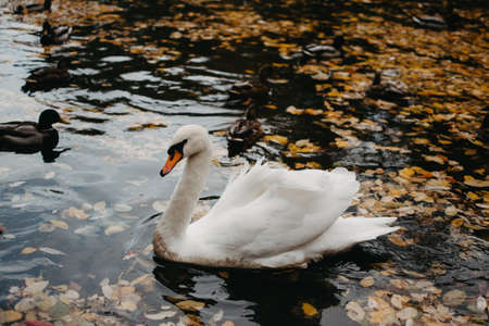 Beautiful swan swimming in the water. Autumn season. Leaves in the water. Ducks swimming in the water.の写真素材