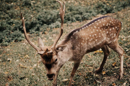 Deer eating green grass in the park.の写真素材