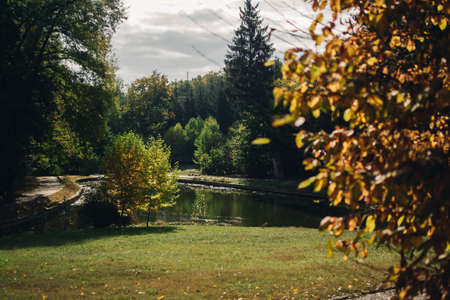 Autumn in the park. Yellow leaves.の写真素材