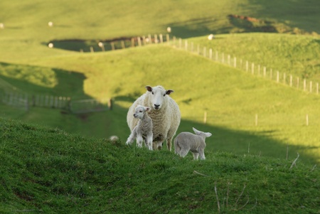 Mother sheep with her lambsの写真素材