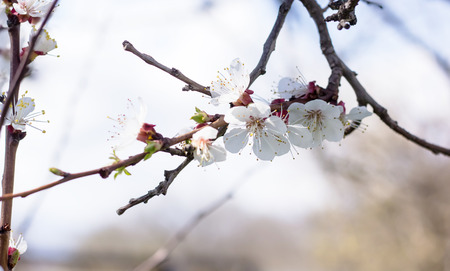Apricot blossom spring floral background. with copy spaceの写真素材