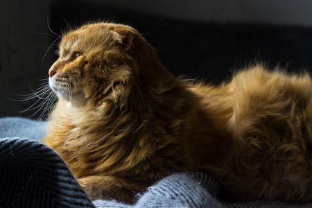 A beautiful red cat lies on a pink plaid. Favorite pet, pet care.の写真素材