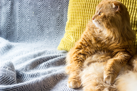 A beautiful red cat lies on a pink plaid. Favorite pet, pet care.の写真素材