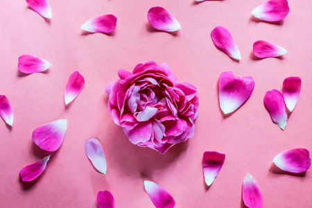 roses on pink background. Roses and leaves top view flat layの写真素材