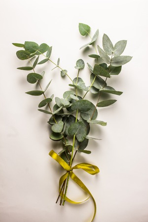 green leaves eucalyptus on white background. flat lay, top viewの写真素材