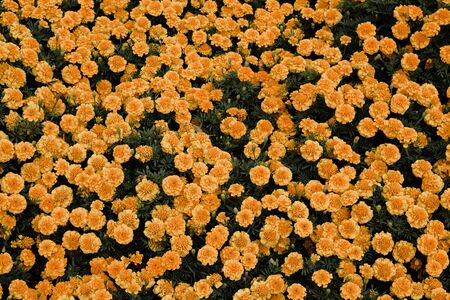 Background of yellow flowers. Yellow flower background pattern bloom.の写真素材