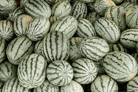 Many small sweet green watermelons background. Summer conceptの写真素材