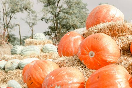 Big orange pumpkins at outdoor farmer market. Pumpkin patch. Fall, Autumn, Thanksgiving concept. Selective focusの写真素材
