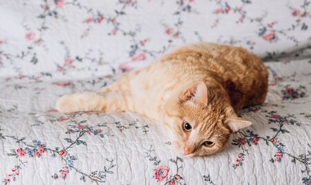 Cute ginger cat relaxing on the couch.の写真素材