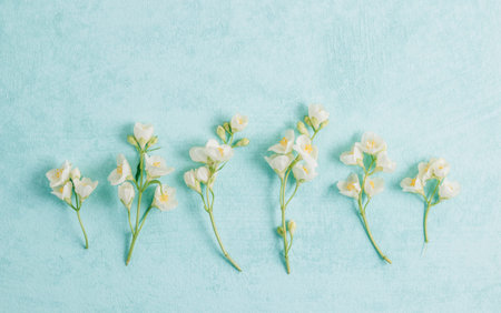 Delicate pastel pattern with white jasmine flowers on light blue textured background. Flat lay. Top...