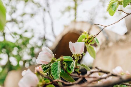 Spring flower background. Blooming Quince tree with white flowers. Blooming branch of Quince -Cydonia oblonga.の写真素材
