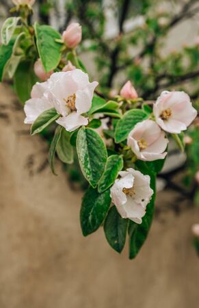 Spring flower background. Blooming Quince tree with white flowers. Blooming branch of Quince -Cydonia oblonga.の写真素材