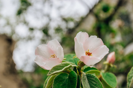 Spring flower background. Blooming Quince tree with white flowers. Blooming branch of Quince...