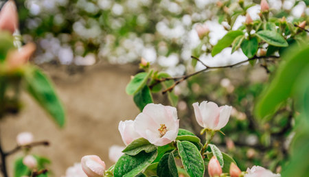 Spring flower background. Blooming Quince tree with white flowers. Blooming branch of Quince -Cydonia oblonga.の写真素材