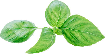 Fresh basil leaf isolated on white background, close up. Basil herbの写真素材
