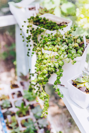 Senecio Rowleyanus, String of Pearls, in white potsの写真素材