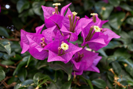 Purple bougainvillea flowers in garden, Thailand.