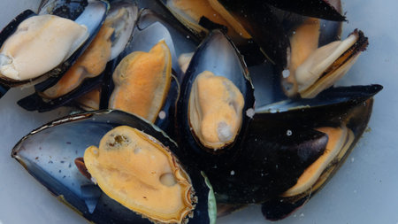 Purging clams in clean water. These ones come from the Argentine coast, in the Atlantic Ocean.