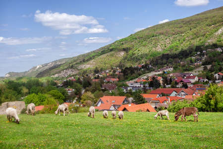Herd of sheep on beautiful mountain meadowの写真素材