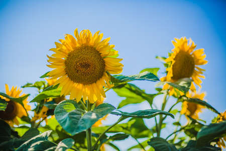 Field of blooming sunflowers on a background blue sky.の写真素材