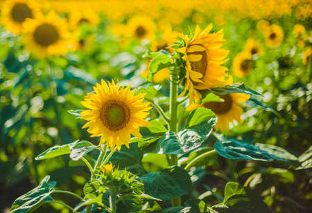 Field of blooming sunflowers on a background blue sky.の写真素材