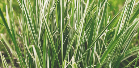 Abstract green grass texture. Top view. Nature background.