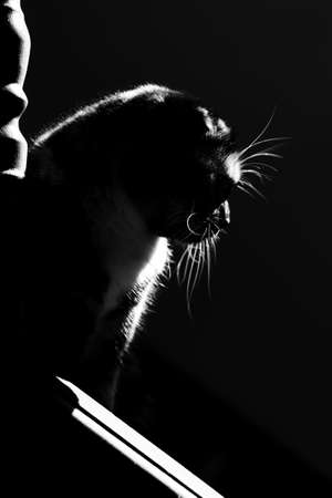 Black and white silhouette of a Scottish fold catの写真素材